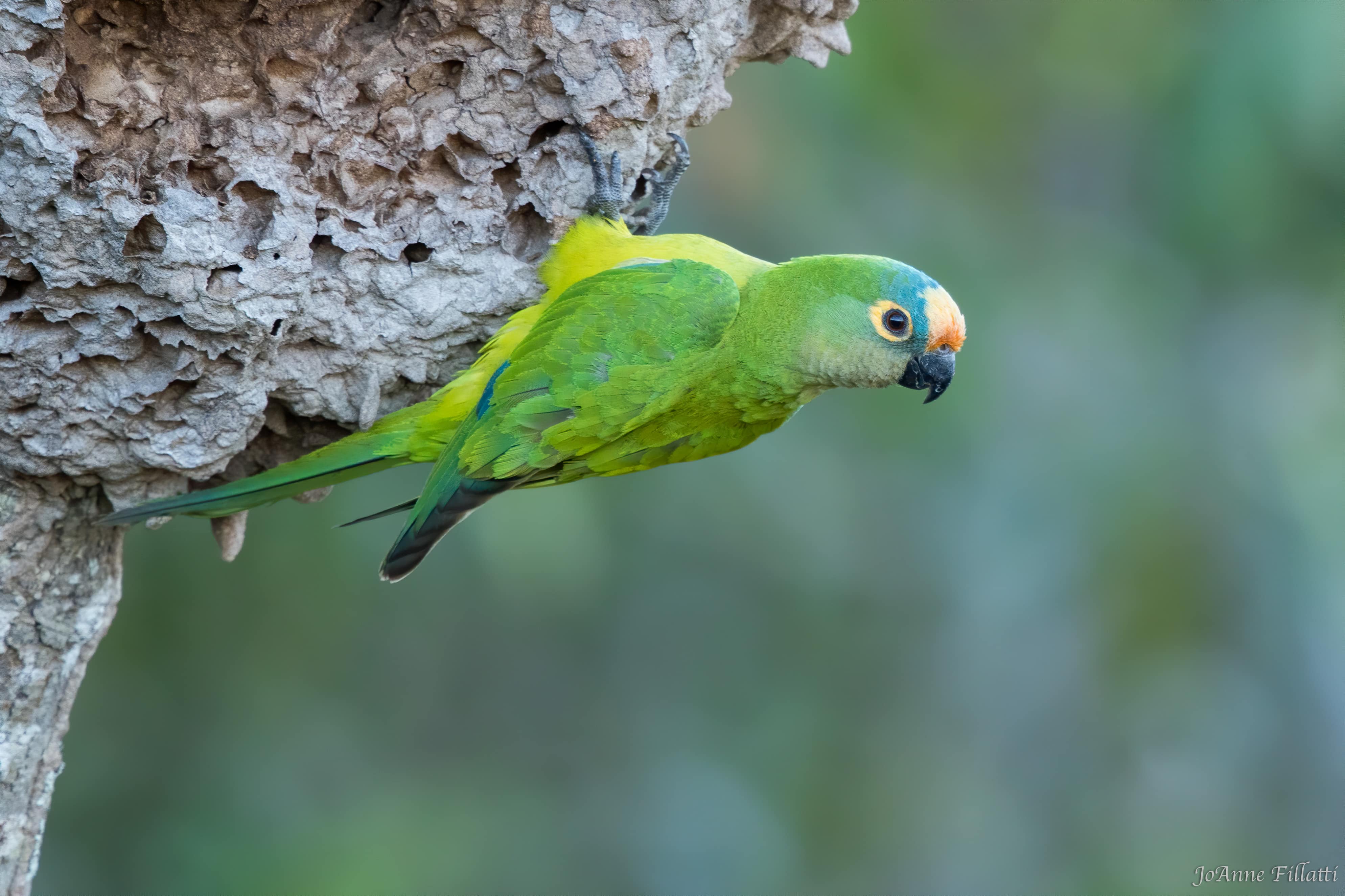 bird of brazil image 19